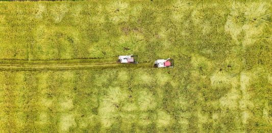 Cina: raccolta del riso nel Sichuan con l’impiego di macchinari agricoli (3)