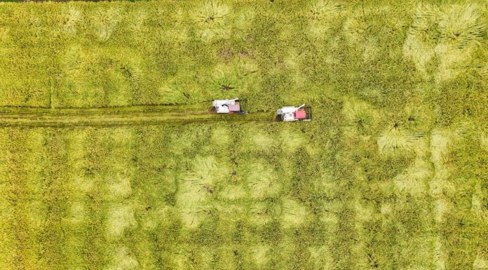 Cina: raccolta del riso nel Sichuan con l’impiego di macchinari agricoli (3)