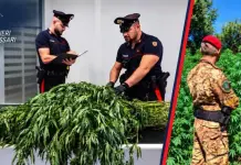 Operazione antidroga a Sassari, sequestrate oltre 11.500 piante di cannabis: un arresto
