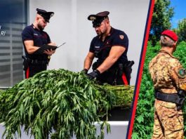 Operazione antidroga a Sassari, sequestrate oltre 11.500 piante di cannabis: un arresto