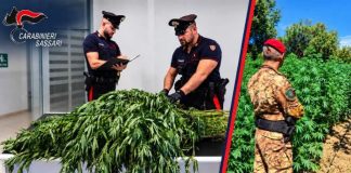 Operazione antidroga a Sassari, sequestrate oltre 11.500 piante di cannabis: un arresto