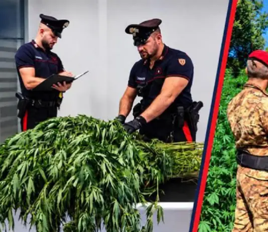 Operazione antidroga a Sassari, sequestrate oltre 11.500 piante di cannabis: un arresto