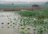 Cina: Hubei, tecnologia e filiera per la radice di loto di Honghu (2)