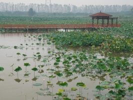 Cina: Hubei, tecnologia e filiera per la radice di loto di Honghu (2)