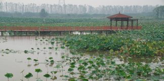 Cina: Hubei, tecnologia e filiera per la radice di loto di Honghu (2)