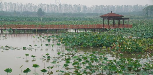Cina: Hubei, tecnologia e filiera per la radice di loto di Honghu (2)