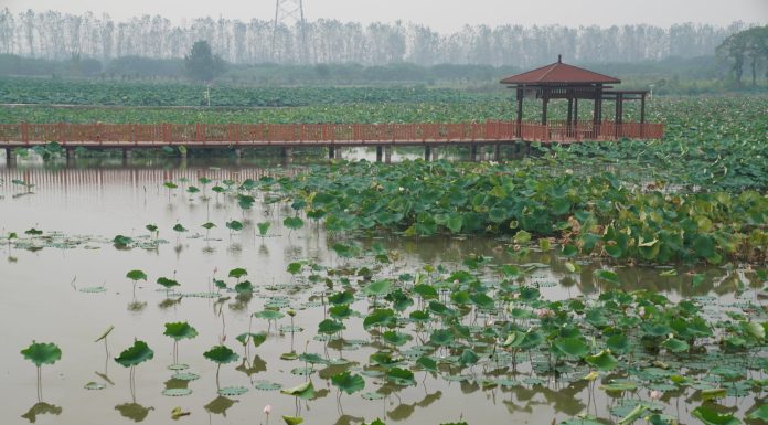 Cina: Hubei, tecnologia e filiera per la radice di loto di Honghu (2)