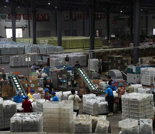 Cina: Hubei, tecnologia e filiera per la radice di loto di Honghu (3)