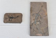 Gli Stati Uniti restituiscono alla Cina 64 reperti fossili e culturali (1)