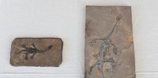 Gli Stati Uniti restituiscono alla Cina 64 reperti fossili e culturali (1)