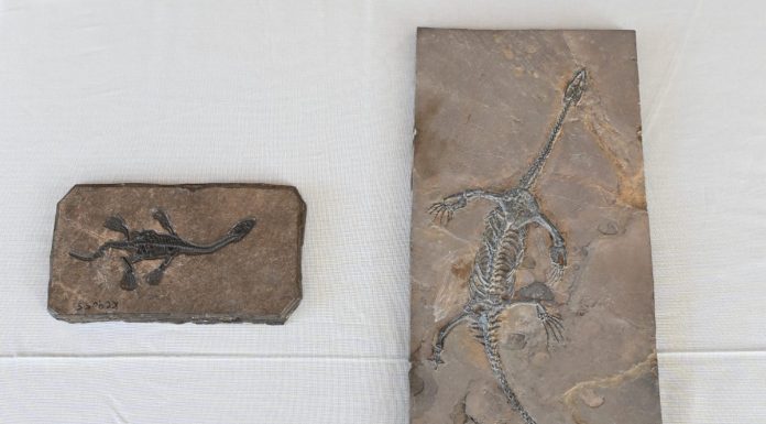 Gli Stati Uniti restituiscono alla Cina 64 reperti fossili e culturali (1)