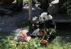 Spagna: i panda giganti Jin Xi e Zhu Yu festeggiano sei anni a Madrid (1)