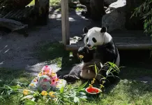 Spagna: i panda giganti Jin Xi e Zhu Yu festeggiano sei anni a Madrid (1)