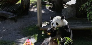 Spagna: i panda giganti Jin Xi e Zhu Yu festeggiano sei anni a Madrid (1)