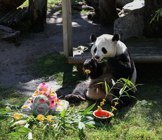 Spagna: i panda giganti Jin Xi e Zhu Yu festeggiano sei anni a Madrid (1)