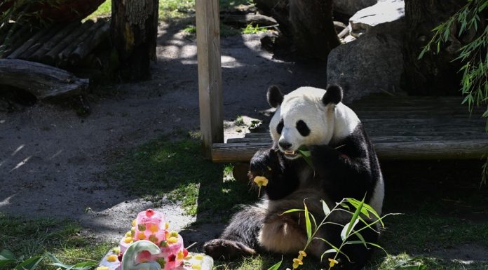 Spagna: i panda giganti Jin Xi e Zhu Yu festeggiano sei anni a Madrid (1)