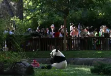 Spagna: i panda giganti Jin Xi e Zhu Yu festeggiano sei anni a Madrid (2)