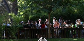 Spagna: i panda giganti Jin Xi e Zhu Yu festeggiano sei anni a Madrid (2)