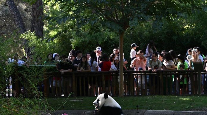 Spagna: i panda giganti Jin Xi e Zhu Yu festeggiano sei anni a Madrid (2)