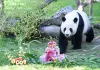 Spagna: i panda giganti Jin Xi e Zhu Yu festeggiano sei anni a Madrid (3)