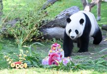 Spagna: i panda giganti Jin Xi e Zhu Yu festeggiano sei anni a Madrid (3)