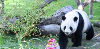 Spagna: i panda giganti Jin Xi e Zhu Yu festeggiano sei anni a Madrid (3)