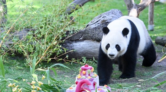Spagna: i panda giganti Jin Xi e Zhu Yu festeggiano sei anni a Madrid (3)