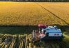 Cina: al via la stagione del raccolto nello Heilongjiang (1)