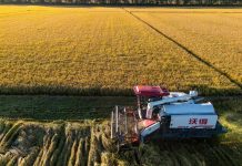 Cina: al via la stagione del raccolto nello Heilongjiang (1)