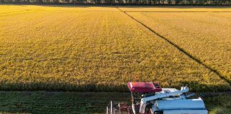 Cina: al via la stagione del raccolto nello Heilongjiang (1)
