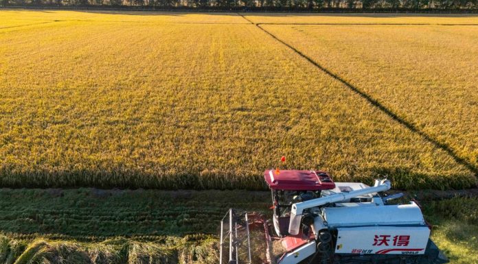Cina: al via la stagione del raccolto nello Heilongjiang (1)