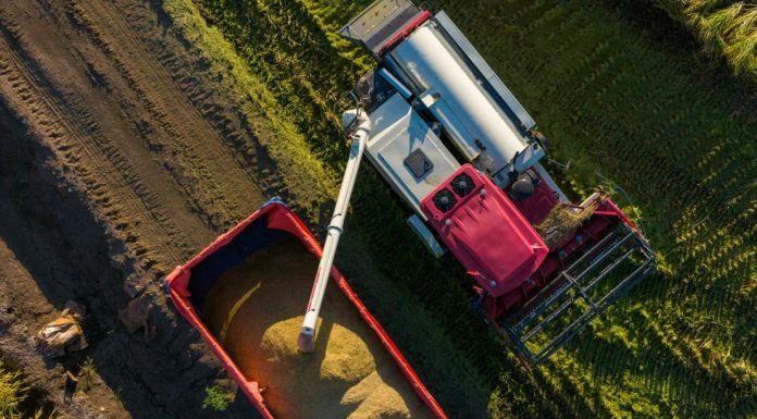 Cina: al via la stagione del raccolto nello Heilongjiang (3)