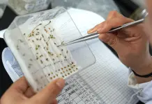 Cina: Pingluo si afferma come polo della produzione di sementi (1)