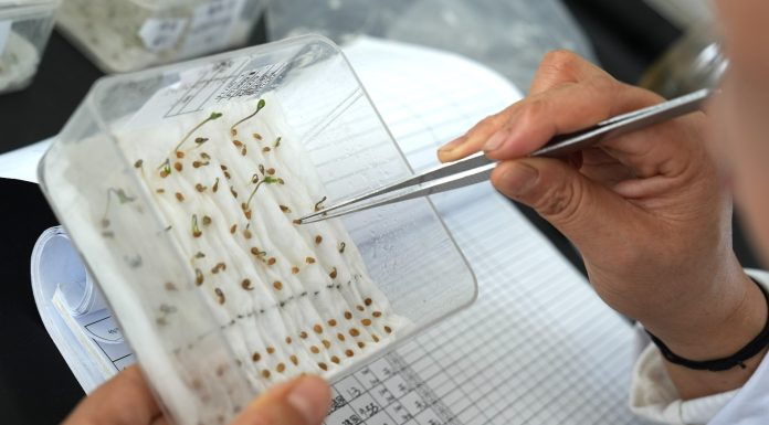 Cina: Pingluo si afferma come polo della produzione di sementi (1)