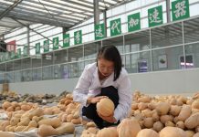 Cina: Pingluo si afferma come polo della produzione di sementi (2)
