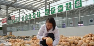 Cina: Pingluo si afferma come polo della produzione di sementi (2)