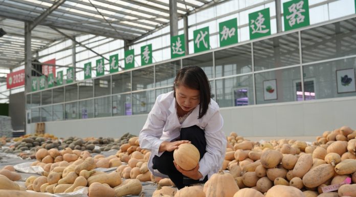 Cina: Pingluo si afferma come polo della produzione di sementi (2)