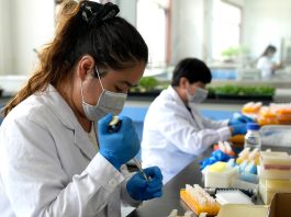 Cina: Pingluo si afferma come polo della produzione di sementi (3)