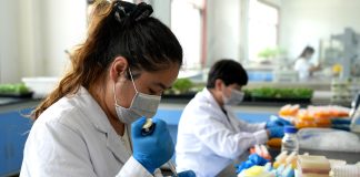 Cina: Pingluo si afferma come polo della produzione di sementi (3)