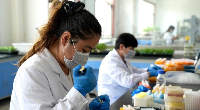 Cina: Pingluo si afferma come polo della produzione di sementi (3)