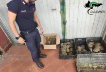 Catania, sequestrate 102 tartarughe protette: erano detenute senza documentazione e autorizzazioni