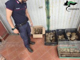 Catania, sequestrate 102 tartarughe protette: erano detenute senza documentazione e autorizzazioni