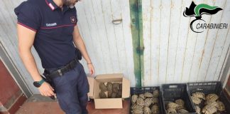 Catania, sequestrate 102 tartarughe protette: erano detenute senza documentazione e autorizzazioni