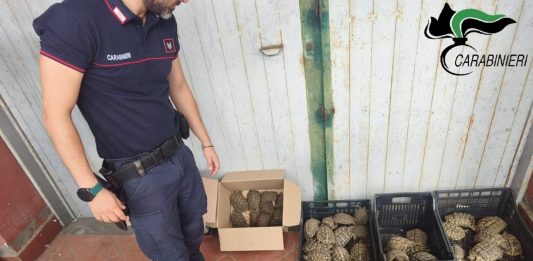 Catania, sequestrate 102 tartarughe protette: erano detenute senza documentazione e autorizzazioni