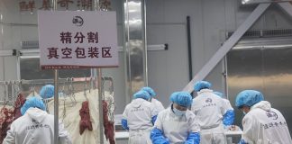 Cina: contea di Jingyuan sviluppa filiera legata al bestiame di qualità (2)