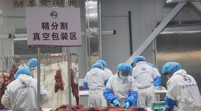 Cina: contea di Jingyuan sviluppa filiera legata al bestiame di qualità (2)