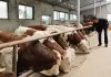 Cina: contea di Jingyuan sviluppa filiera legata al bestiame di qualità (3)