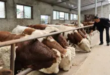 Cina: contea di Jingyuan sviluppa filiera legata al bestiame di qualità (3)