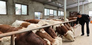 Cina: contea di Jingyuan sviluppa filiera legata al bestiame di qualità (3)