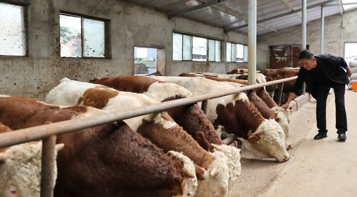 Cina: contea di Jingyuan sviluppa filiera legata al bestiame di qualità (3)